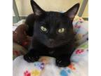 Adopt Murphy a Domestic Short Hair