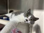 Adopt Chrystal a Domestic Short Hair