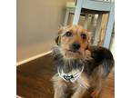 Adopt Hazel a Yorkshire Terrier