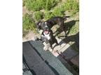 Adopt Puppy Blaze a Labrador Retriever, Mixed Breed