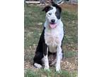 Adopt Indie (fka Sweetie) a Catahoula Leopard Dog, Australian Cattle Dog / Blue