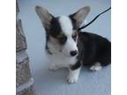 Pembroke Welsh Corgi Puppy for sale in Lynn Haven, FL, USA