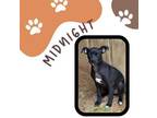 Adopt Midnight a Black Labrador Retriever
