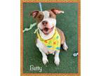 Adopt BETTY - see video a American Staffordshire Terrier