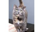 Adopt KitKat a Domestic Short Hair