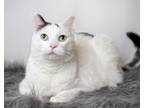 Adopt Julie a Domestic Short Hair