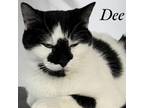 Adopt Dee D a Domestic Short Hair