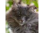 Adopt Cassie a Maine Coon, Domestic Long Hair