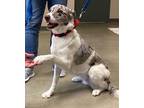 Adopt Chili a Australian Shepherd