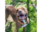 Adopt Temptress a Pit Bull Terrier, Mixed Breed