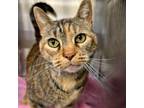 Adopt Stork a Domestic Short Hair