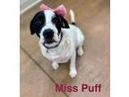 Adopt Miss Puff a Pointer, Mixed Breed