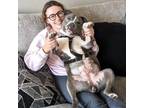 Adopt Raven a Pit Bull Terrier