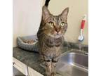 Adopt Janie a Domestic Short Hair