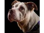 Adopt Maya a Pit Bull Terrier