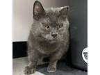 Adopt Minnie a Domestic Short Hair