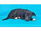 Adopt Celeste a American Staffordshire Terrier, Mixed Breed