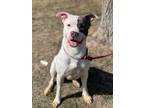 Adopt Sparkles a Pit Bull Terrier, Mixed Breed