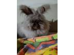 Adopt Angie a Angora Rabbit