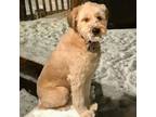 Adopt Brinley a American Eskimo Dog, Pekingese