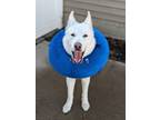 Adopt Betty White a Siberian Husky, German Shepherd Dog