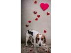 Adopt Jane a Coonhound