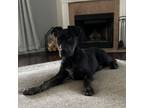 Adopt Pip a Labrador Retriever