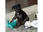 Adopt Flutter Shy a Labrador Retriever