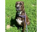 Adopt Maggie a Pit Bull Terrier