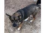 Adopt Tay a German Shepherd Dog