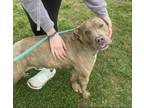 Adopt Dolly (HW-) SPONSORED ADOPTION FEE 04/10 a Pit Bull Terrier, Mixed Breed