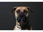 Adopt Chicken/Lala/Layla a Mastiff