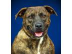 Adopt Twix a Pit Bull Terrier, Mixed Breed