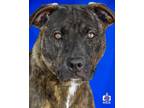 Adopt Twix a Pit Bull Terrier, Mixed Breed