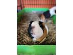 Adopt Bacardi & Brandi (Bonded Pair) a Guinea Pig