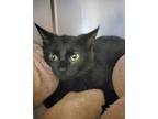 Adopt Tranquility a Domestic Short Hair