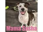 Adopt Sasha ( Mom to our S litter) a Hound, Spaniel