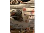 Adopt Riz & Clam Chowder a Rat