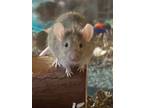 Adopt Colby Jack, Amber, Flake & Penny a Mouse