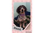 Adopt Hazel a Bluetick Coonhound