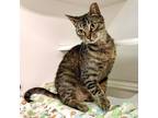 Adopt Teena a Domestic Short Hair