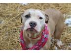 Adopt ANGEL a Pit Bull Terrier