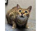 Adopt Dessa a Bengal