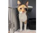 Adopt Lynne a Domestic Short Hair