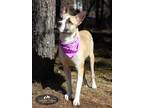 Adopt Ava a Carolina Dog