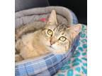 Adopt 6147 (Rosie) a Domestic Short Hair