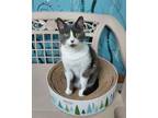 Adopt 6137 (Luna) a Domestic Short Hair