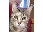 Adopt Linzee a Domestic Short Hair