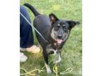 Adopt Cagney a Shepherd, Husky