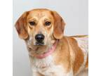 Adopt Ginger D15550 a Beagle